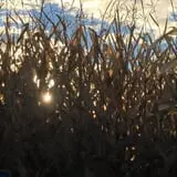 The Maize at Sherman Farm photo