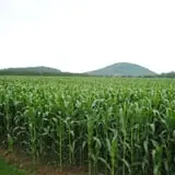 The Maize at Sherman Farm photo