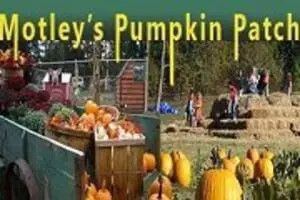 Motley's Pumpkin Patch