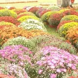 Sekapp Orchard photo