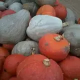 Sekapp Orchard photo