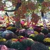 Sekapp Orchard photo