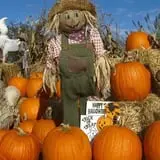 Glover Farms U-Pick Pumpkins photo