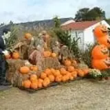 Glover Farms U-Pick Pumpkins photo