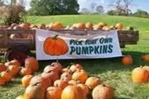Glover Farms U-Pick Pumpkins