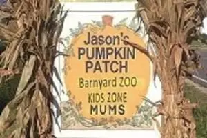 Jason's Pumpkin Patch