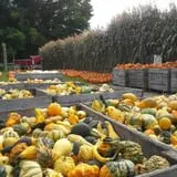 Behling Orchards Zombie Paint Ball photo