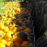 Behling Orchards Zombie Paint Ball photo