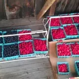 Behling Orchards Zombie Paint Ball photo