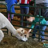 Konow's Corn Maze photo