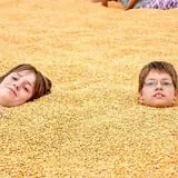 Konow's Corn Maze photo
