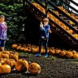 Konow's Corn Maze photo