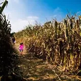 Konow's Corn Maze photo