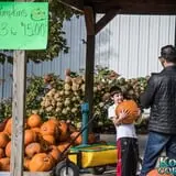 Konow's Corn Maze photo