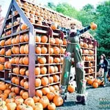 Konow's Corn Maze photo