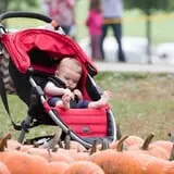 Konow's Corn Maze photo