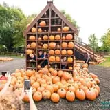Konow's Corn Maze photo