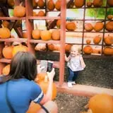 Konow's Corn Maze photo