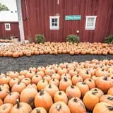 Konow's Corn Maze photo