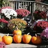 Carver Hill Orchards photo