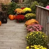 Carver Hill Orchards photo