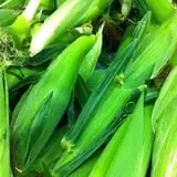 Carver Hill Orchards photo