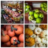 Carver Hill Orchards photo