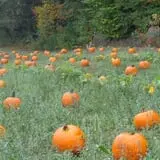 Carver Hill Orchards photo