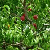 Carver Hill Orchards photo