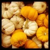 Carver Hill Orchards photo