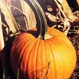 Carver Hill Orchards photo
