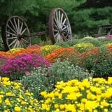 Carver Hill Orchards photo