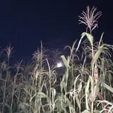 The Haunted Corn Maze at Country Dreams Farm photo