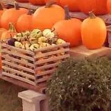 The Haunted Corn Maze at Country Dreams Farm photo