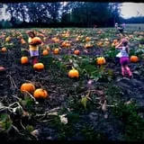 The Haunted Corn Maze at Country Dreams Farm photo