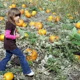 The Haunted Corn Maze at Country Dreams Farm photo