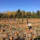 The Haunted Corn Maze at Country Dreams Farm photo