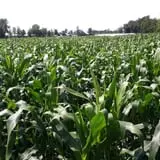 The Haunted Corn Maze at Country Dreams Farm photo