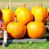The Haunted Corn Maze at Country Dreams Farm photo