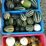 Shelley's Fresh Produce & Cut Flowers photo