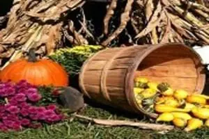 Johnny Wilson Farm Pumpkin Patch