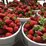Stewart Farms photo