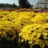 Stewart Farms photo
