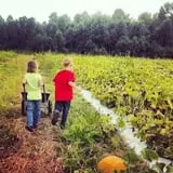 Stewart Farms photo
