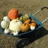 Stewart Farms photo