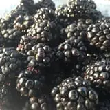 Stewart Farms photo