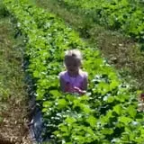 Stewart Farms photo