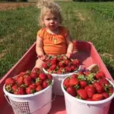 Stewart Farms photo
