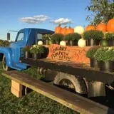 Colony Pumpkin Patch photo