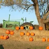 Colony Pumpkin Patch photo